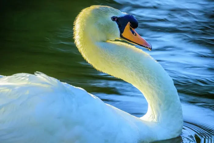 Framed Print : Mute Swan, British Columbia Framed Print : Mute Swan, British Columbia
