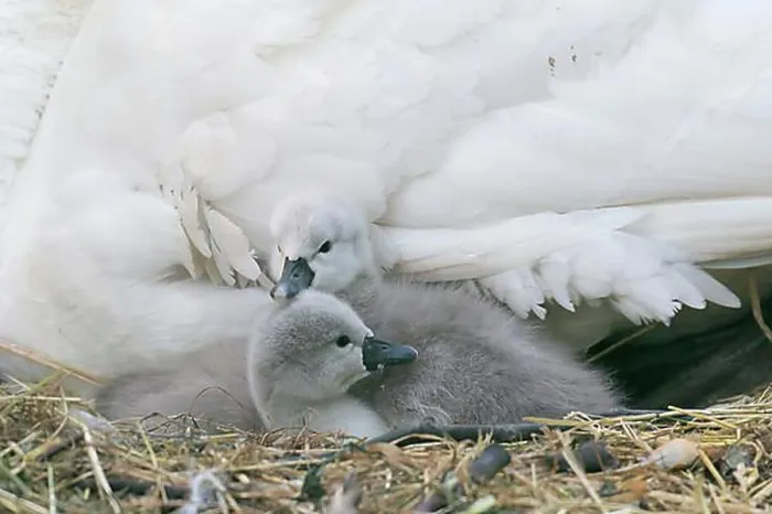 Framed Print : Two Mute Swan chicks (Cygnus olor) in the nest, Hesse, Germany, Europe
