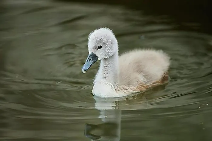 Framed Print : Mute swan (Cygnus olor) chick swimming on a lake, Bavaria, Germany, Europe Framed Print : Mute swan (Cygnus olor) chick swimming on a lake, Bavaria, Germany, Europe