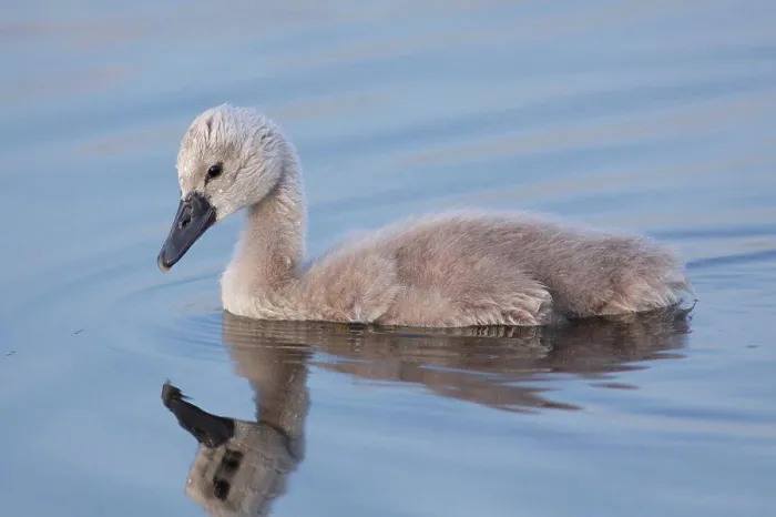 Framed Print : Mute Swan (Cygnus olor) cygnet, swimming, West Yorkshire, England, July Framed Print : Mute Swan (Cygnus olor) cygnet, swimming, West Yorkshire, England, July