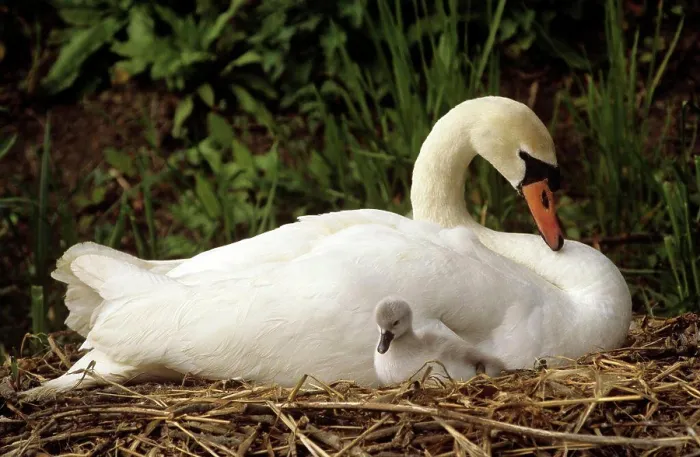 Framed Print : Mute swan Cygnus olor mother and cygnet United Kingdom Framed Print : Mute swan Cygnus olor mother and cygnet United Kingdom