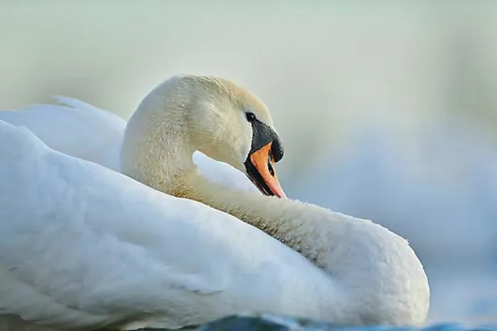 Framed Print : Mute swan (Cygnus olor), portrait, Donau river, Upper Palatinate, Bavaria, Germany, Europe