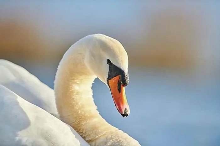 Framed Print : Mute swan (Cygnus olor), portrait, Donau river, Upper Palatinate, Bavaria, Germany, Europe