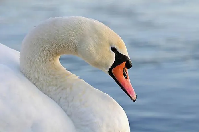 Framed Print : Mute Swan, mute swans (Cygnus olor) Framed Print : Mute Swan, mute swans (Cygnus olor)