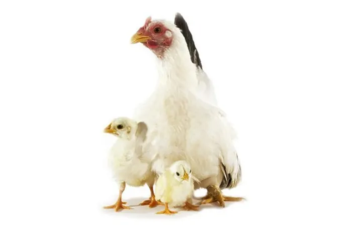 Framed Print : Nagasaki Domestic Chicken, Hen With Chicks Against White Background