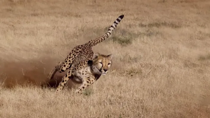 Framed Print : Namibia. Cheetah running at the Cheetah Conservation Foundation Framed Print : Namibia. Cheetah running at the Cheetah Conservation Foundation