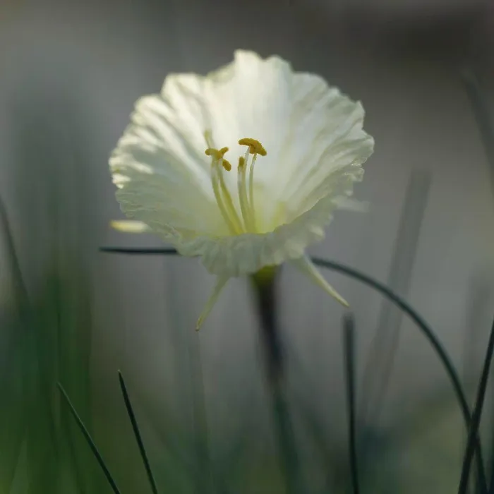 Framed Print : Narcissus Flower, Narcissusromieuxii var. rifanus, Close-Up with Anthers and Stamen Framed Print : Narcissus Flower, Narcissusromieuxii var. rifanus, Close-Up with Anthers and Stamen
