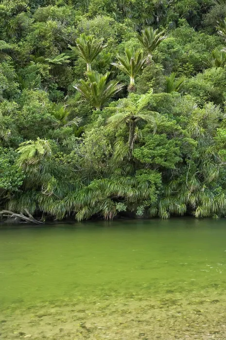 Framed Print : Native Bush and Pororari River, Paparoa National Park, West Coast, South Island, New Zealand