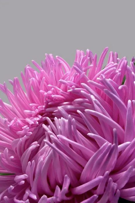 Framed Print : Natural Science, Pink asters flower, close-up