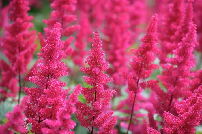 Framed Print : Natural World, Flowers and Foliage, , Close up of astilbe Framed Print : Natural World, Flowers and Foliage, , Close up of astilbe