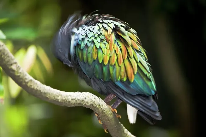 Framed Print : Nicobar pigeon (Caloenas nicobarica) perching on a tree branch Framed Print : Nicobar pigeon (Caloenas nicobarica) perching on a tree branch
