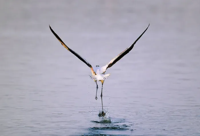 Framed Print : NIKON D300 Bird Outdoors Animal Wildlife Flying Framed Print : NIKON D300 Bird Outdoors Animal Wildlife Flying