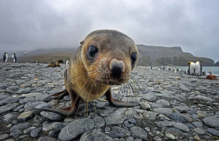 Framed Print : NIKON D600 Animal Wildlife Animal Nature Seal - Animal Framed Print : NIKON D600 Animal Wildlife Animal Nature Seal - Animal
