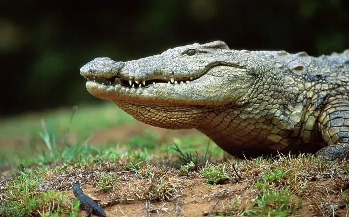 Framed Print : Nile Crocodile collecting hatchlings in its mouth to carry them to water Framed Print : Nile Crocodile collecting hatchlings in its mouth to carry them to water