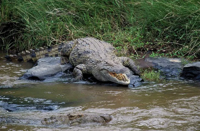 Framed Print : Nile Crocodile, crocodylus niloticus, standing near River, Masai Mara Park in Kenya Framed Print : Nile Crocodile, crocodylus niloticus, standing near River, Masai Mara Park in Kenya