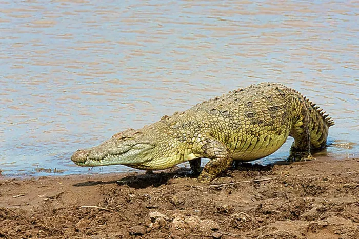 Framed Print : Nile crocodile (Crocodylus niloticus), Mara River, Masai Mara National Reserve, Kenya, East Africa, Africa Framed Print : Nile crocodile (Crocodylus niloticus), Mara River, Masai Mara National Reserve, Kenya, East Africa, Africa