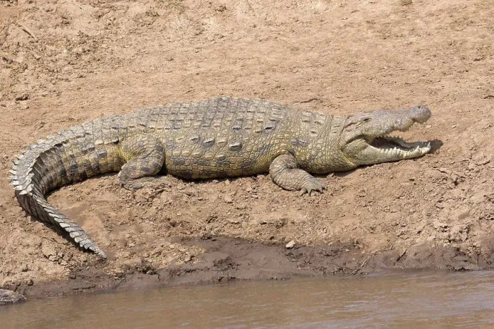 Framed Print : Nile Crocodile (Crocodylus niloticus) adult Framed Print : Nile Crocodile (Crocodylus niloticus) adult