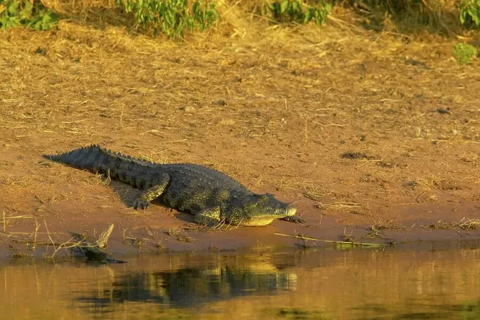 Framed Print : Nile Crocodile (Crocodylus niloticus) on the banks of the Chobe River Framed Print : Nile Crocodile (Crocodylus niloticus) on the banks of the Chobe River