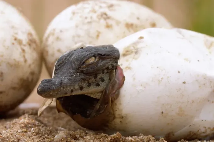 Framed Print : Nile Crocodile (Crocodylus niloticus) emerging from egg