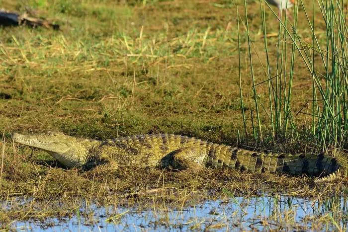 Framed Print : Nile crocodile (Crocodylus niloticus) on the shores of Lake Jozini (pongolapoort Dam) at White Elephant Lodge
