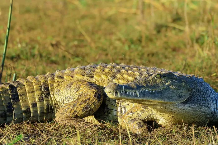 Framed Print : Nile crocodile (Crocodylus niloticus) on the shores of Lake Jozini (pongolapoort Dam) at White Elephant Lodge Framed Print : Nile crocodile (Crocodylus niloticus) on the shores of Lake Jozini (pongolapoort Dam) at White Elephant Lodge