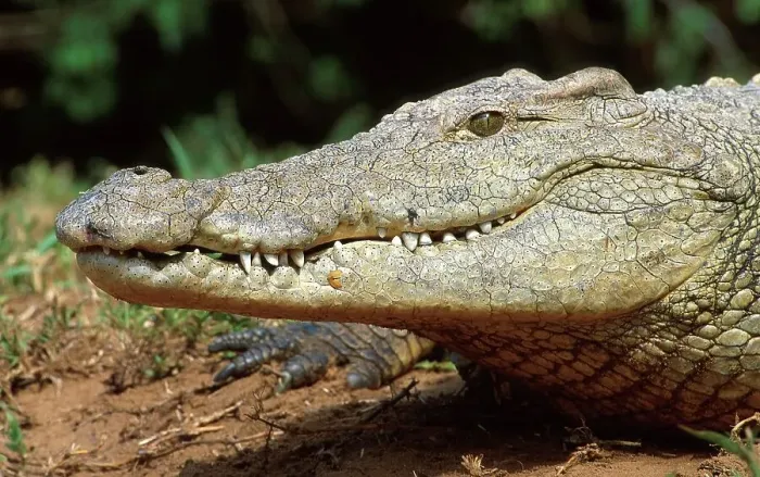 Framed Print : Nile crocodile portrait. Greater St Lucia Wetland Park
