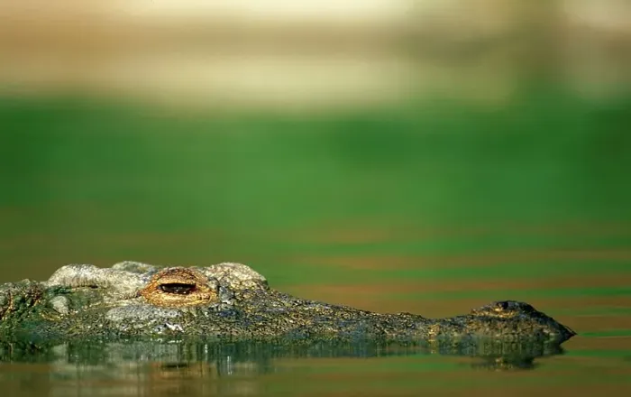 Framed Print : Nile Crocodile in water. Greater St Lucia Wetland Park