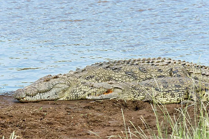 Framed Print : Nile crocodiles (Crocodylus niloticus), Maasai Mara National Reserve, Kenya, Africa Framed Print : Nile crocodiles (Crocodylus niloticus), Maasai Mara National Reserve, Kenya, Africa