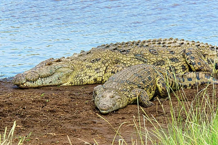 Framed Print : Nile crocodiles (Crocodylus niloticus), Mara River, Masai Mara National Reserve, Kenya, Africa Framed Print : Nile crocodiles (Crocodylus niloticus), Mara River, Masai Mara National Reserve, Kenya, Africa