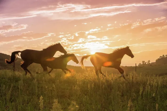 Framed Print : Nooitgedacht Pony Three mares galloping silhouetted against the evening sky South Africa