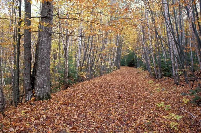 Framed Print : North America, US, ME, New England Fall. Gravel Road near Sieur de Monts Spring