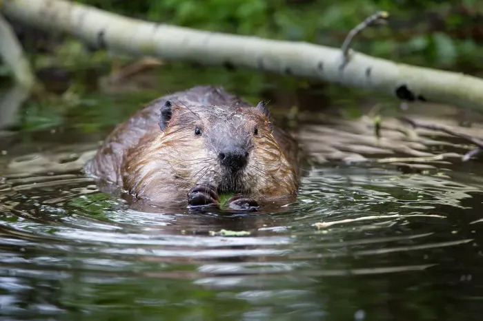 Framed Print : North American Beaver (Castor canadensis) feeding on Aspen twigs at the edge of a pond