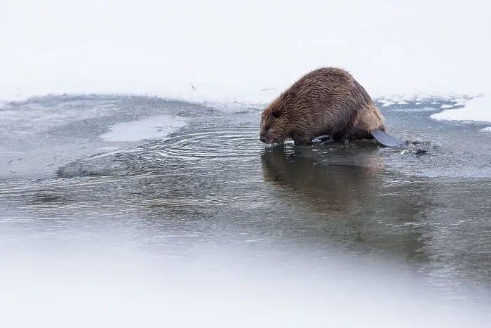 Framed Print : North American Beaver (Castor canadensis) feeding on frozen edge of Upper Yellowstone River Framed Print : North American Beaver (Castor canadensis) feeding on frozen edge of Upper Yellowstone River