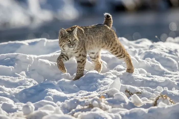Framed Print : North American Bobcat (Lynx rufus) stalking along the edge of the Madison River Framed Print : North American Bobcat (Lynx rufus) stalking along the edge of the Madison River