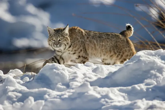 Framed Print : North American Bobcat (Lynx rufus) stalking along the edge of the Madison River