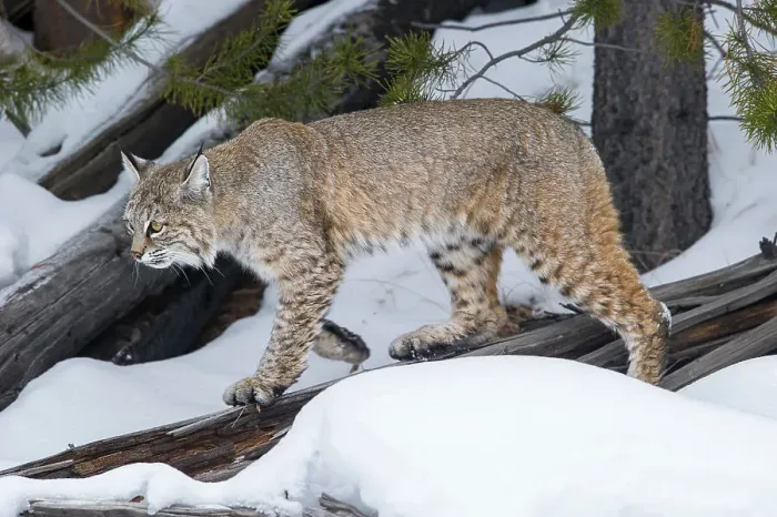 Framed Print : North American Bobcat (Lynx rufus) walking in conifer forest Framed Print : North American Bobcat (Lynx rufus) walking in conifer forest
