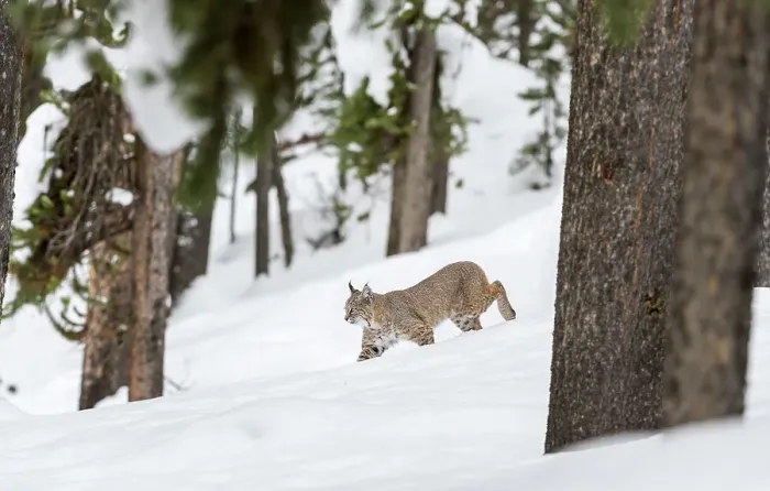 Framed Print : North American Bobcat (Lynx rufus) walking through deep snow Framed Print : North American Bobcat (Lynx rufus) walking through deep snow