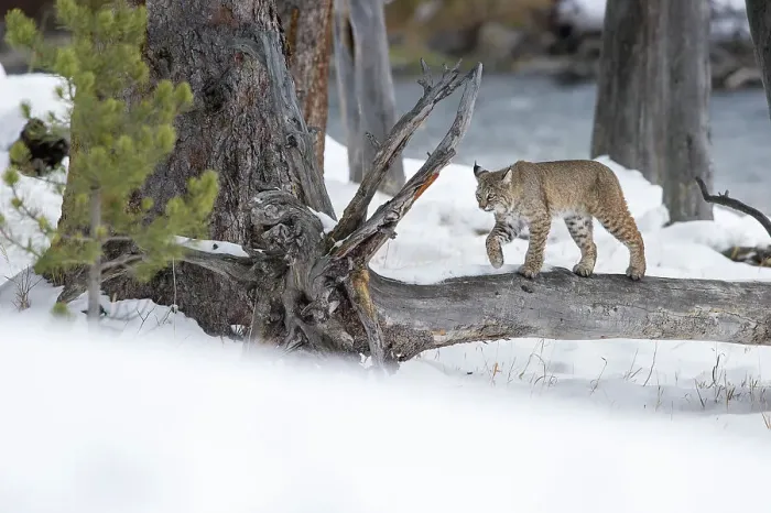 Framed Print : North American Bobcat (Lynx rufus) walking on a fallen tree trunk Framed Print : North American Bobcat (Lynx rufus) walking on a fallen tree trunk