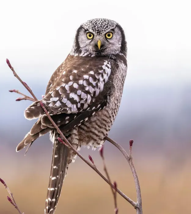 Framed Print : One of North America's most distinctive birds