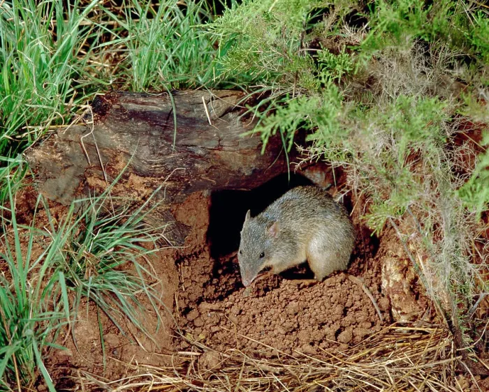 Framed Print : Northern Brown Bandicoot - By hole in ground (Isoodon macrourus). Northern New South Wales, Austsralia Framed Print : Northern Brown Bandicoot - By hole in ground (Isoodon macrourus). Northern New South Wales, Austsralia