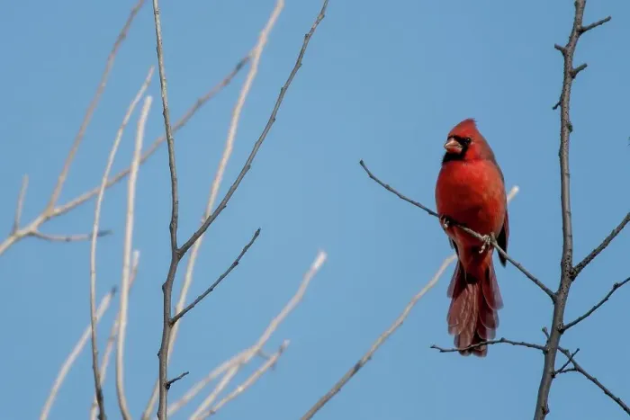Framed Print : Northern Cardinal Male (Cardinalis cardinalis) sirtting high up in tree Framed Print : Northern Cardinal Male (Cardinalis cardinalis) sirtting high up in tree