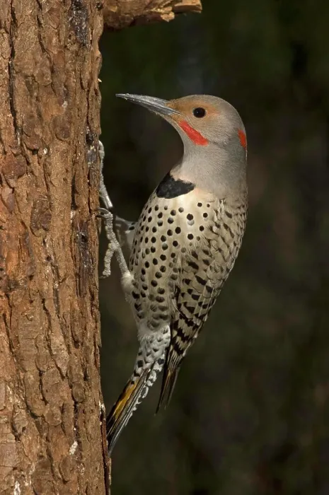 Framed Print : Northern Flicker, Canada Framed Print : Northern Flicker, Canada
