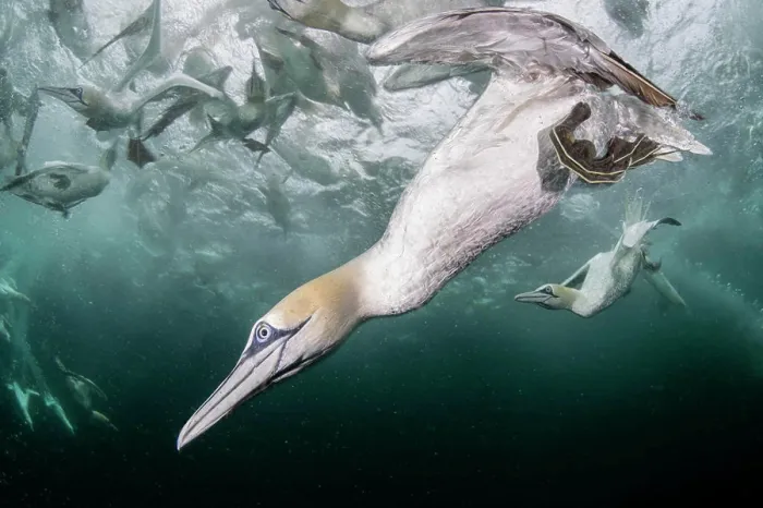 Framed Print : Northern gannet (Morus bassanus) diving underwater to feed on discarded fish Framed Print : Northern gannet (Morus bassanus) diving underwater to feed on discarded fish