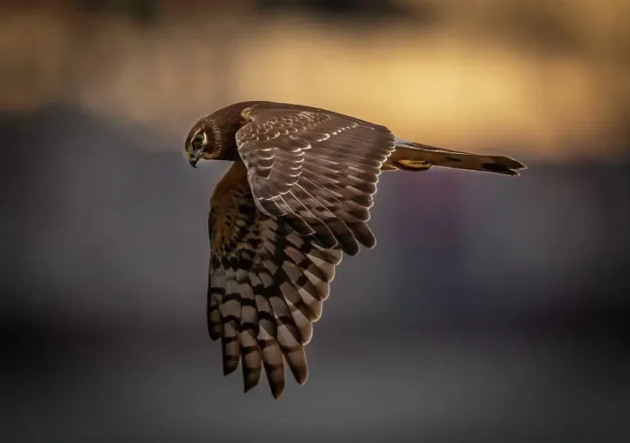 Framed Print : The Northern Harrier, Circus cyaneus, flying over a meadow in search of prey in British Columbia, Canada