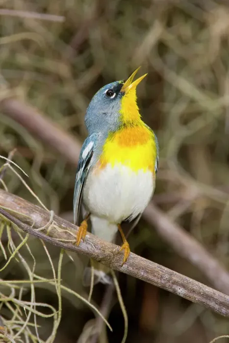 Framed Print : Northern parula (Parula americana) perching on a branch Framed Print : Northern parula (Parula americana) perching on a branch