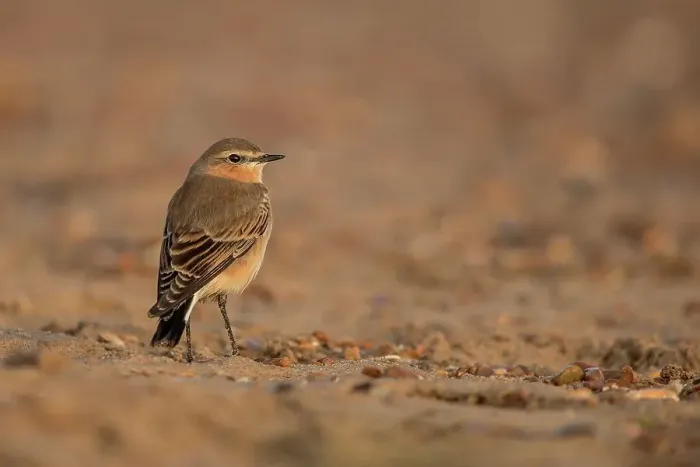 Framed Print : Northern Wheatear (Oenanthe oenanthe) female on beach Framed Print : Northern Wheatear (Oenanthe oenanthe) female on beach