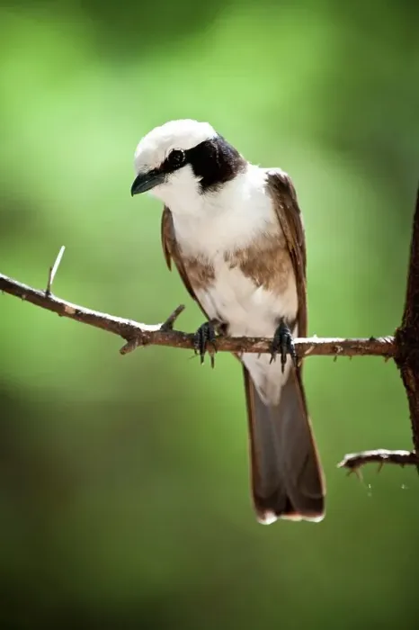 Framed Print : Northern White-Crowned shrike (Eurocephalus rueppelli) perching on a branch Framed Print : Northern White-Crowned shrike (Eurocephalus rueppelli) perching on a branch
