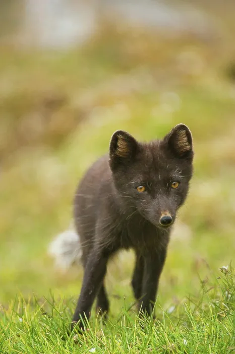 Framed Print : Norway, Svalbard Archipelago, Arctic Ocean, Arctic fox (Alopex lagopus) vixen along northwestern coast of Spitsbergen Framed Print : Norway, Svalbard Archipelago, Arctic Ocean, Arctic fox (Alopex lagopus) vixen along northwestern coast of Spitsbergen