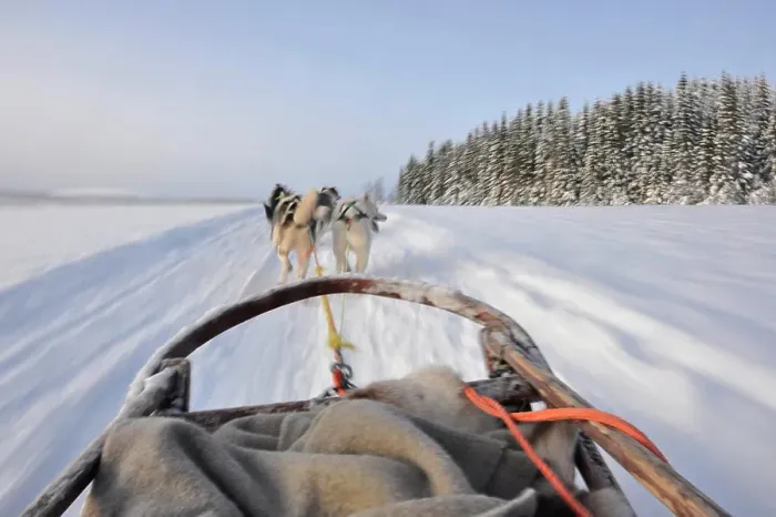 Framed Print : Norway, Tromso, sled dog