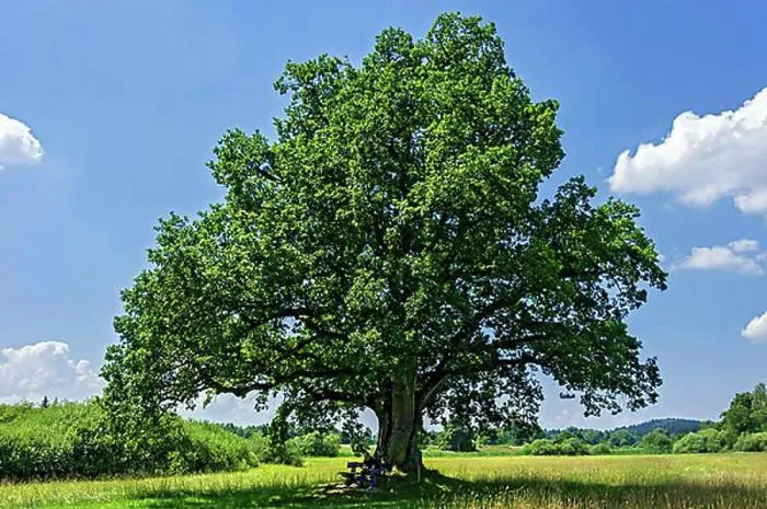 Framed Print : Oak (Quercus), so-called Mozart oak, at Klostersee Seeon, Seebruck, Chiemgau, Upper Bavaria, Bavaria, Germany, Europe